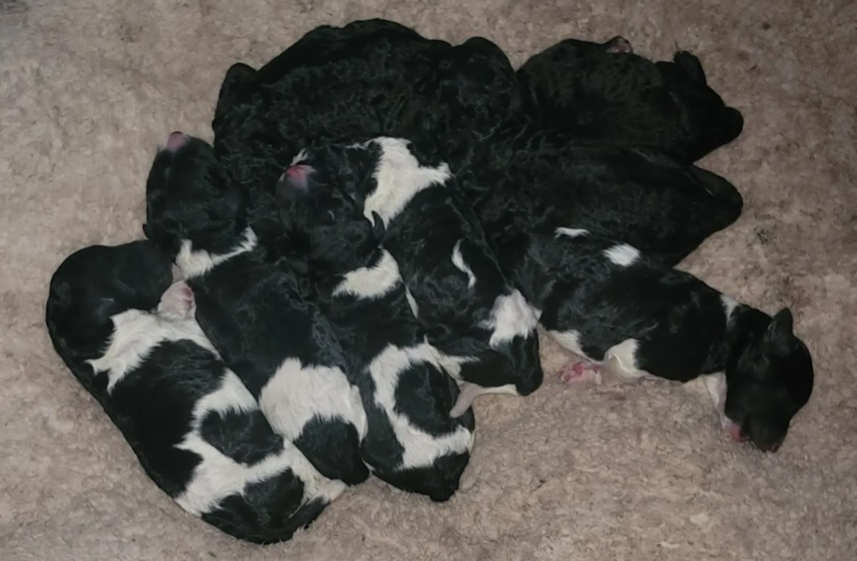 baby poodle Perfect Poodle when they were first born