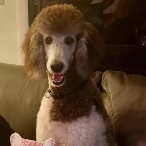 New Project (16) portrait of a royal poodle