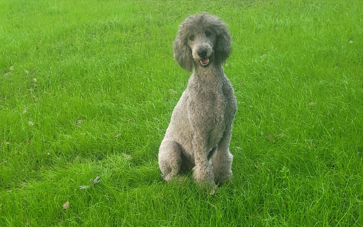 Screenshot 2025-04-10 022042 cute grey schnoodle in autumn park