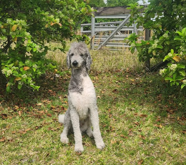 Screenshot 2025-04-10 025207 Poodle in the garden