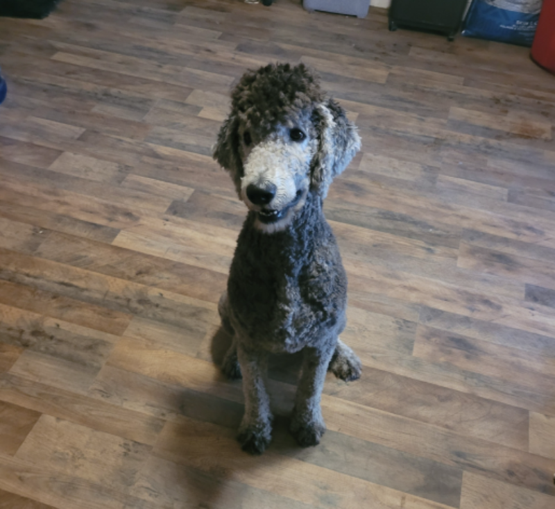 Screenshot 2025-04-16 015029 cute grey schnoodle in autumn park
