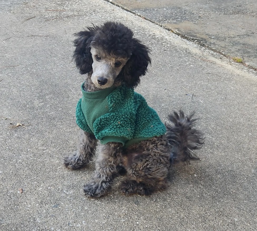 zeke-with-his-green-coat- on dogs